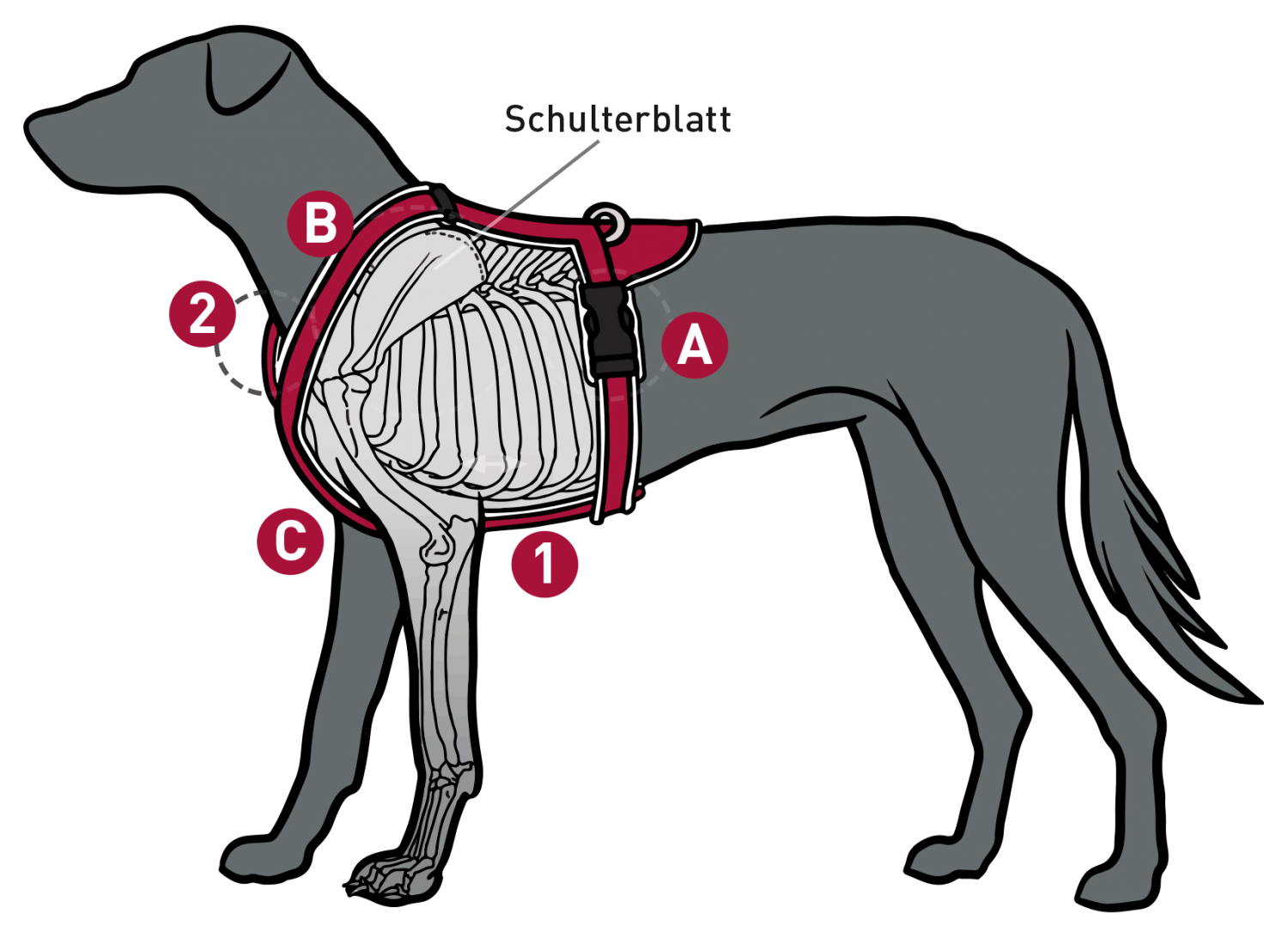 Brustgeschirre für Hunde Tierschutzkonform