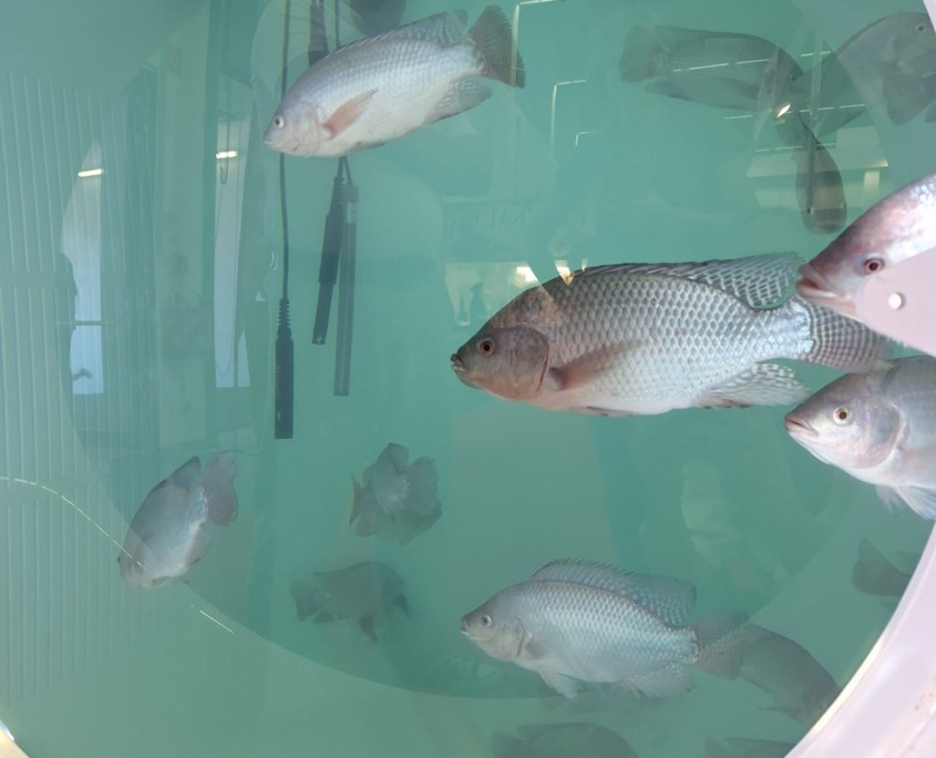 FTT-Rieder-Messe-2025 (1)